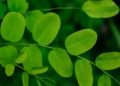 The Marvels of Moringa: A Deep Dive into the Miracle Tree