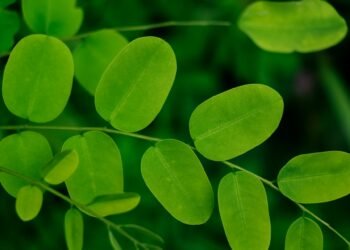 The Marvels of Moringa: A Deep Dive into the Miracle Tree