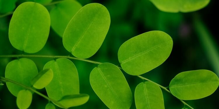 The Marvels of Moringa: A Deep Dive into the Miracle Tree